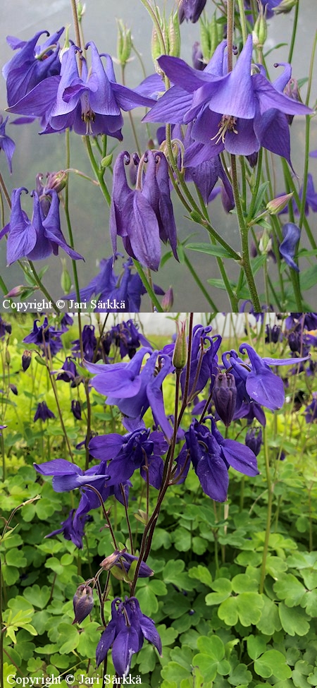 Aquilegia vulgaris